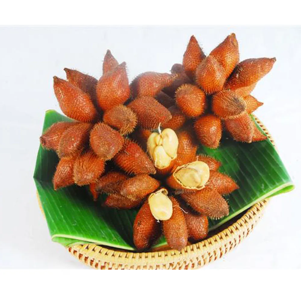 Best seller Fresh Salak Premium grade from Thailand by SP Organic International