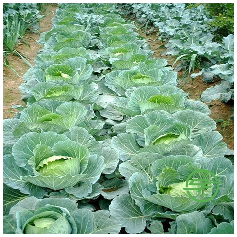 Заводской поставщик оптовая продажа новейший Урожай Белой зеленой капусты