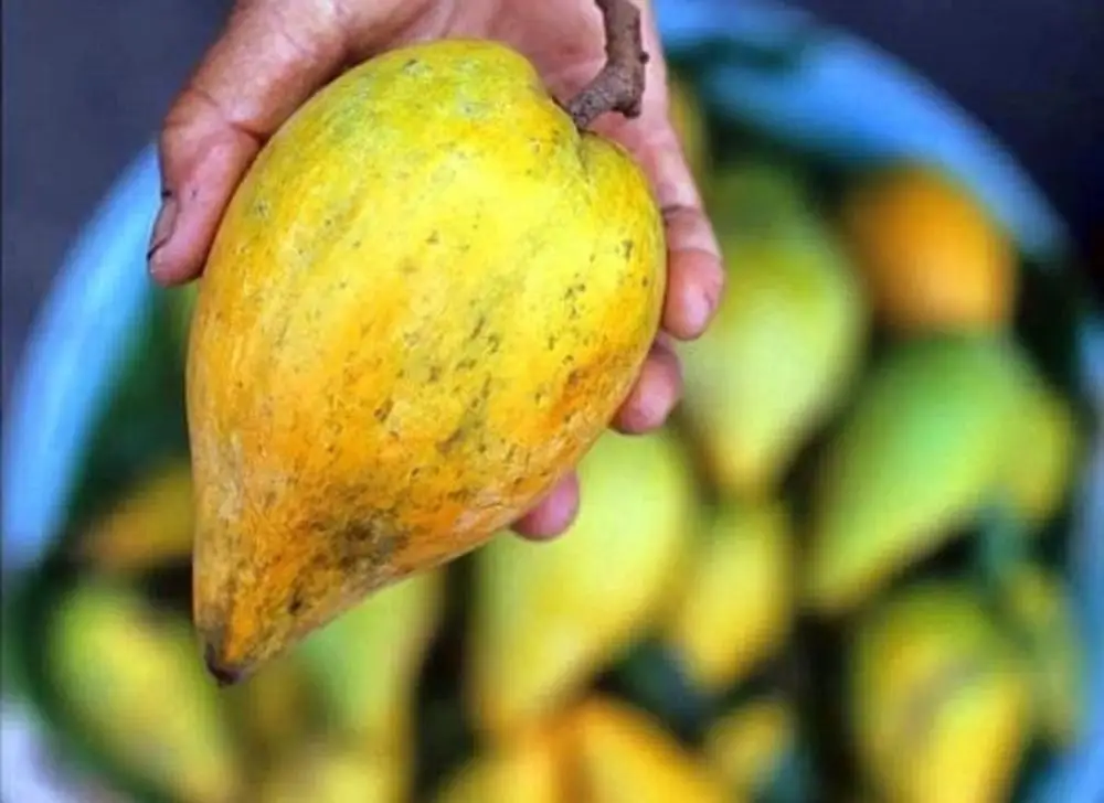 Fresh Lucuma fruit from PERU top Exporter