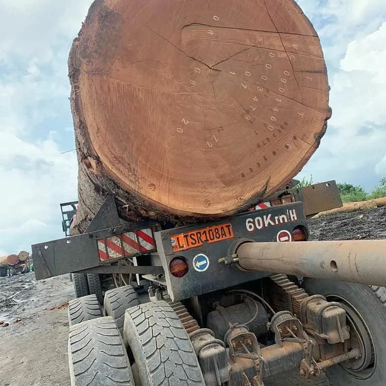 Red and White Oak Round Logs / oak veneer logs / Fresh Grade 1, 2, 3 Round Oak Logs (Fresh Cut)