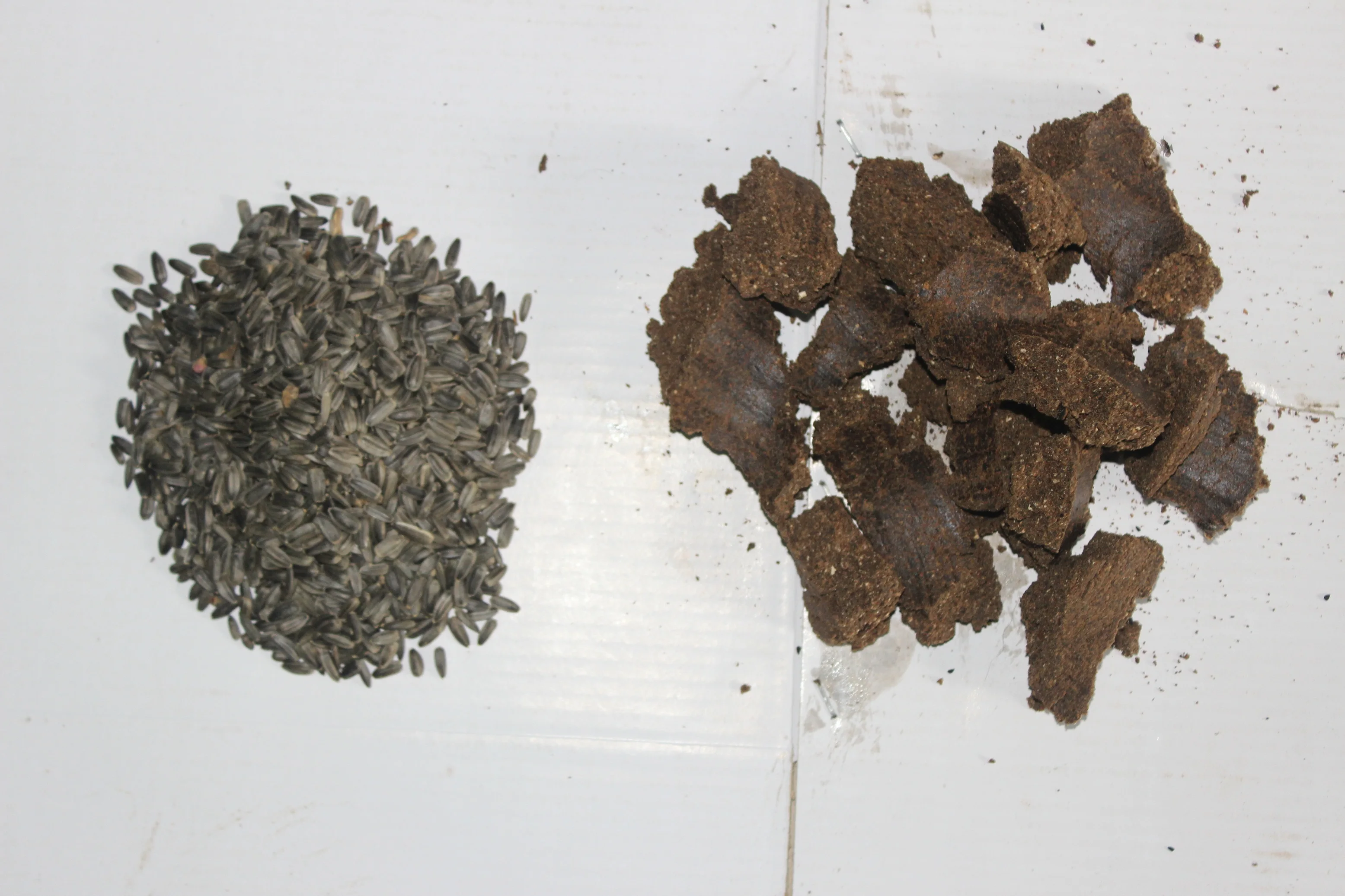 SUNFLOWER SEED BANGLADESH