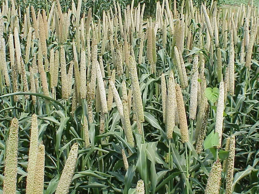 Bajra For Export