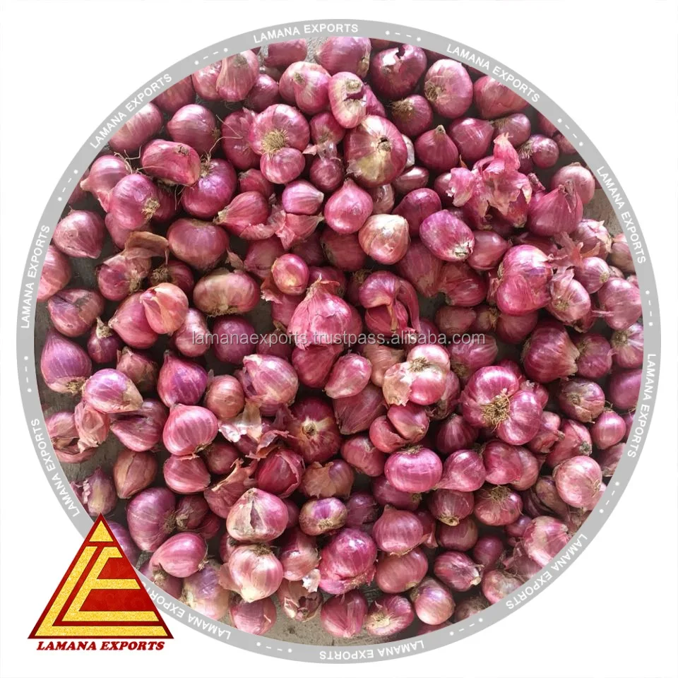 Shallots- Onion Fresh Shallots Podisu Malaysia Non-peeled Common Round Liliaceous Vegetables Liliaceous Vegetabless