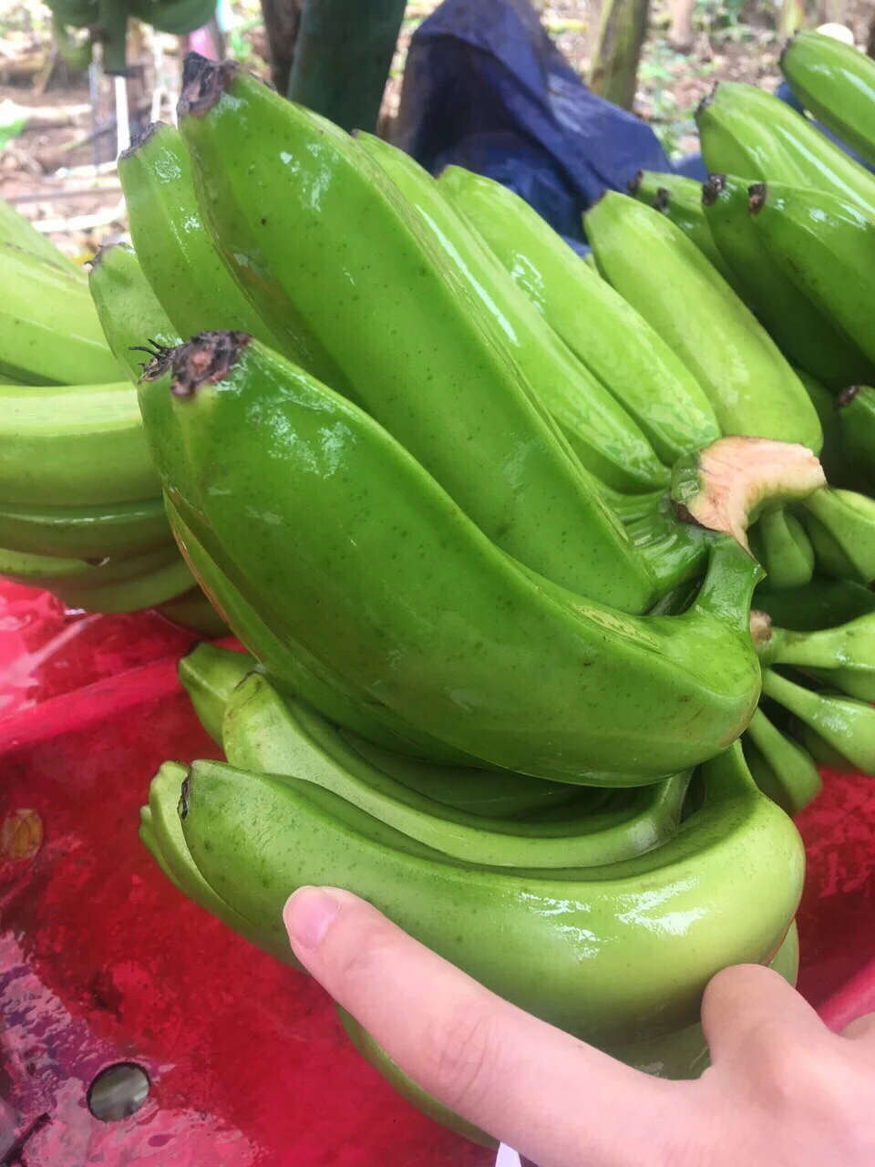  Свежий банан во Вьетнаме высокое качество MS ANNA + 84902804571