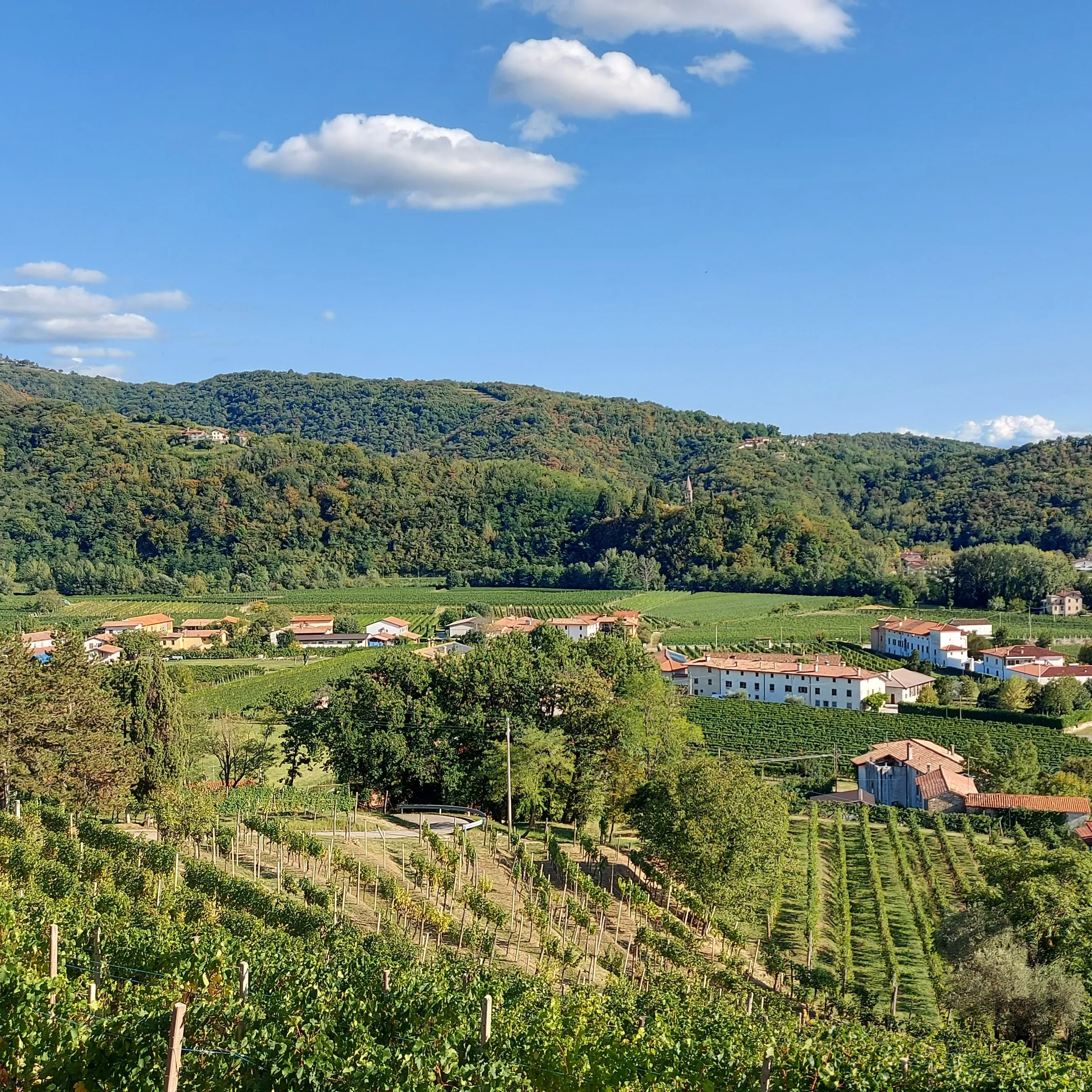 Premium quality red wine blend REBUSSON Igt 75cl Vigna Petrussa Italian Wine for restaurant wine bar private client horeca