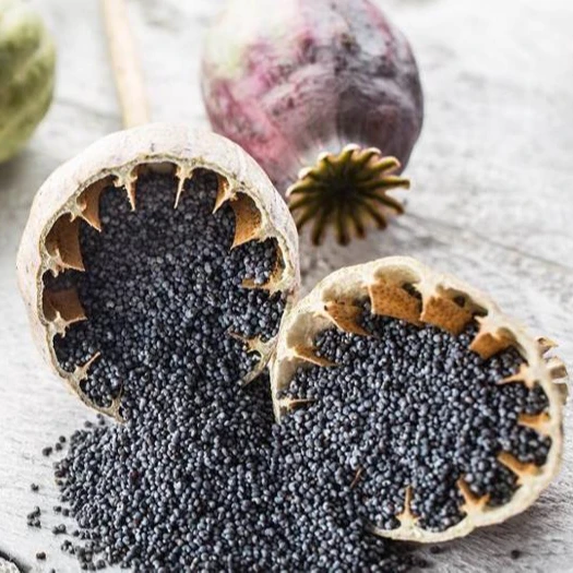 Premium Grade Blue Poppy Seeds