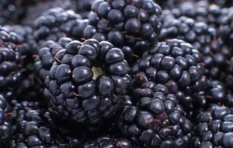 
Fresh Blackberries 