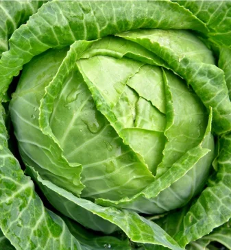 FRESH ROUND CABBAGES / VIETNAM CABBAGES/0084976115910
