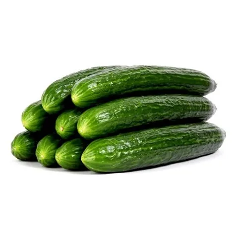 Wholesale Fresh Cucumber / Price Of Fresh Cucumber / Fresh Cucumber In India