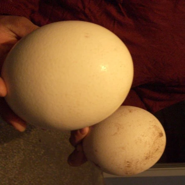 
FERTILE OSTRICH EGGS AND CHICKS 