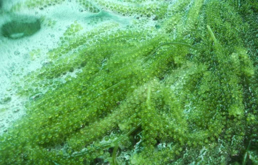 
SEAGRAPE / LATOK / GREEN CAVIAR with High Quality 