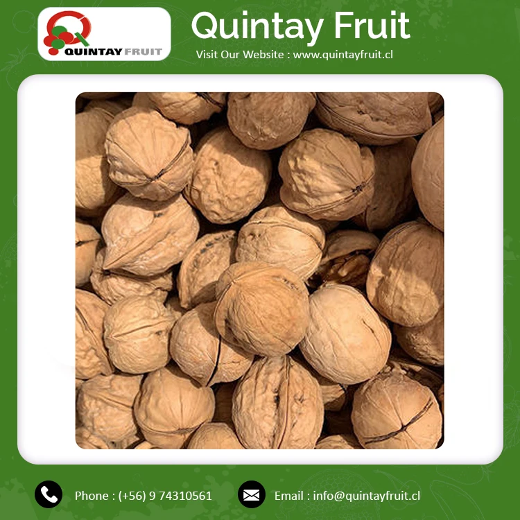 Cheap Wholesale Price High Quality Walnuts Chandler Inshel Walnuts