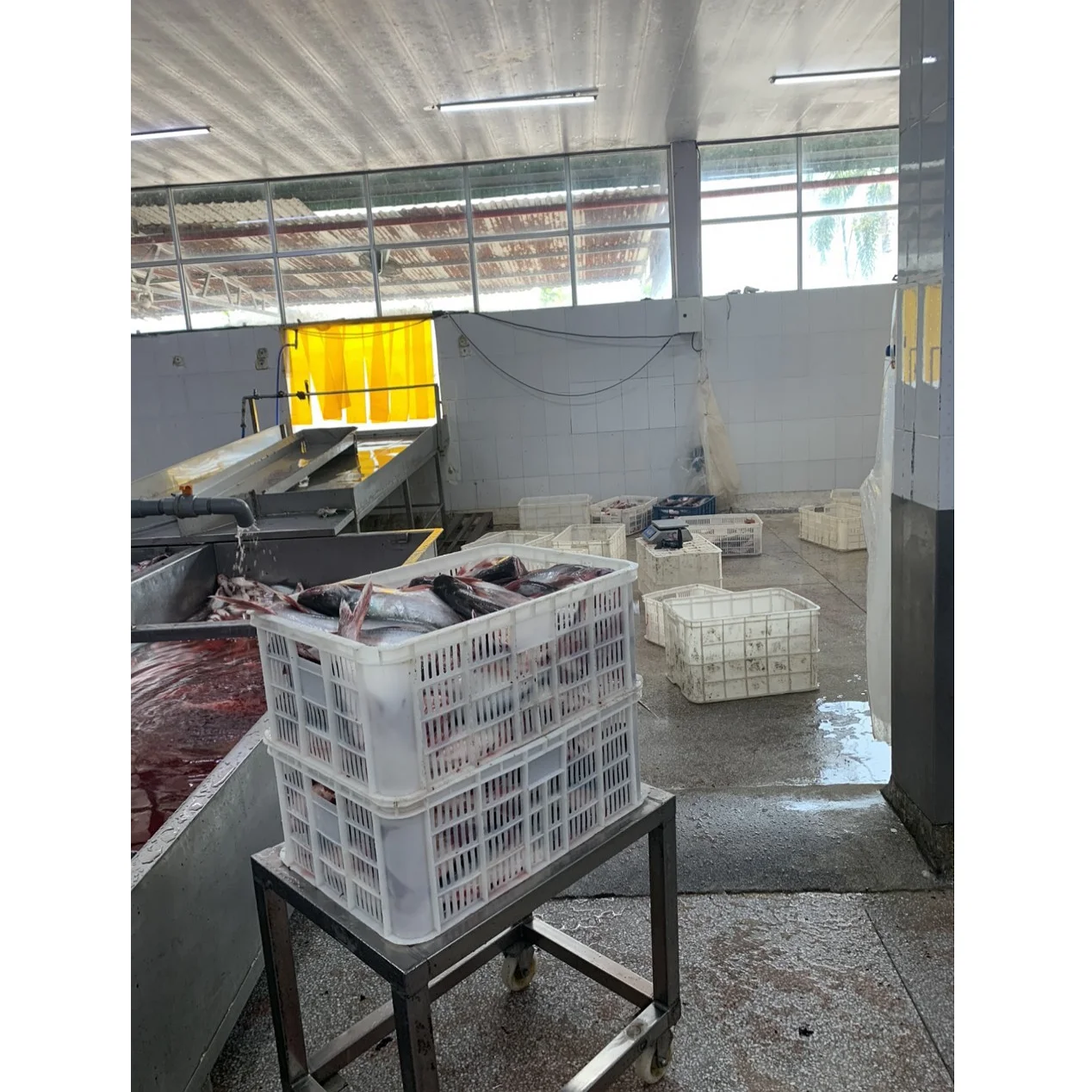 Хорошее качество морепродукты замороженные pangasius рыбное филе Горячая продажа из Вьетнама (упаковка: вакуумный пакет)