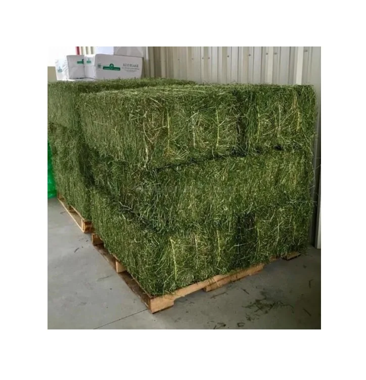 Ukrainian High Quality Alfalfa Hay Oats Hay Animal Feed for Sale