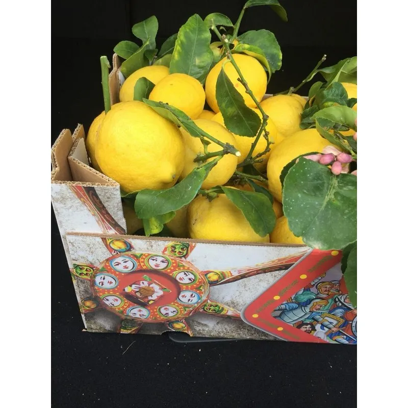 Made in Italy Sicily Organic Yellow Fresh Lemons with Leavesgreen for essential oil 15kg box ready to ship