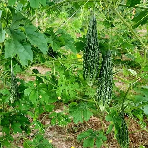 
2021 New Arrival Hybrid F1 Bitter Melon Seed For Planting 