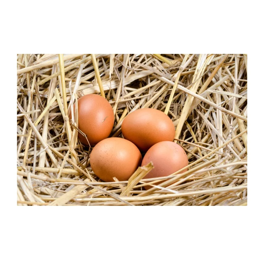 Bulk Stock Of Fresh Chicken Eggs Available Here At Best Wholesale Pricing