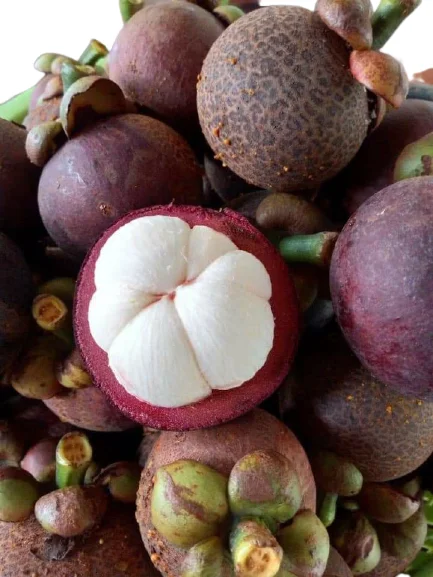 Premium from Thailand Natural Tropical Fresh Mangosteen Fruit, Thailand farmer associaton