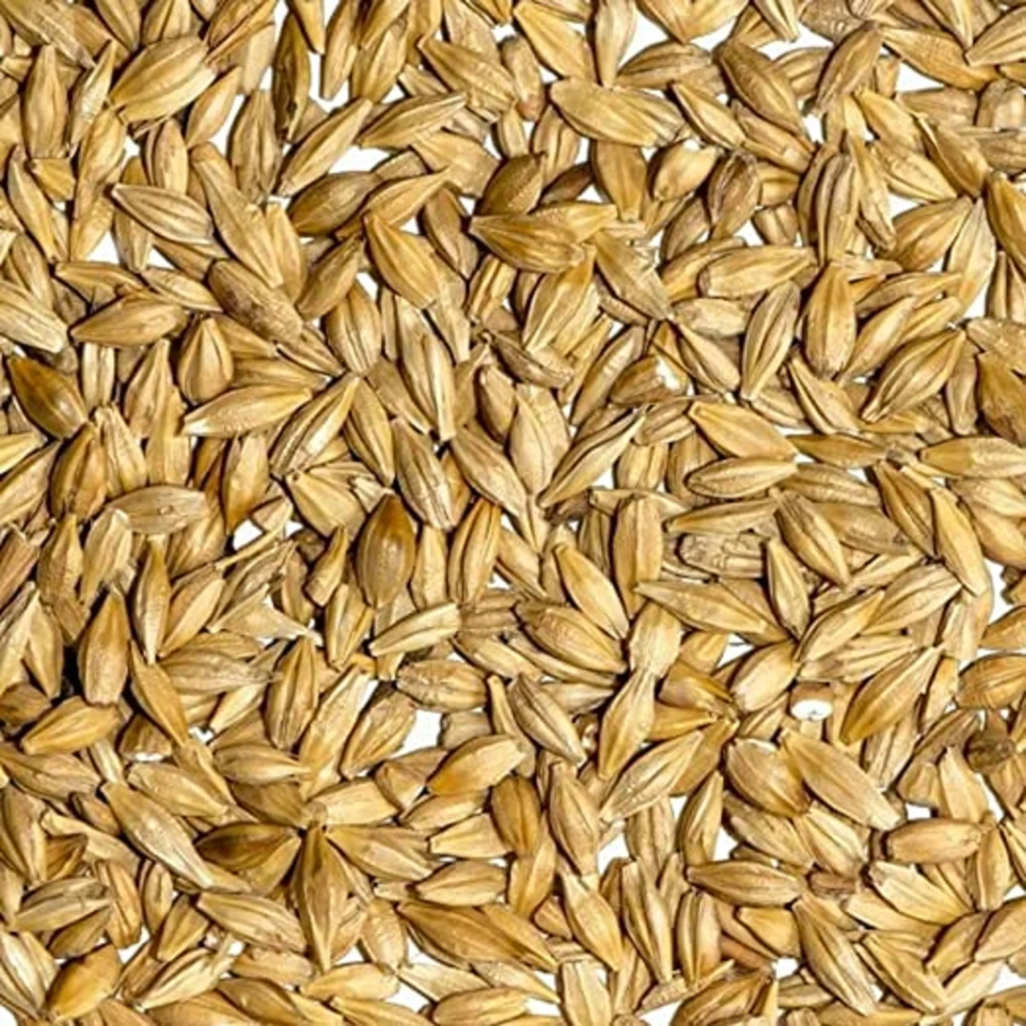 100% Organic Barley For Animal Feed and Human Consumption