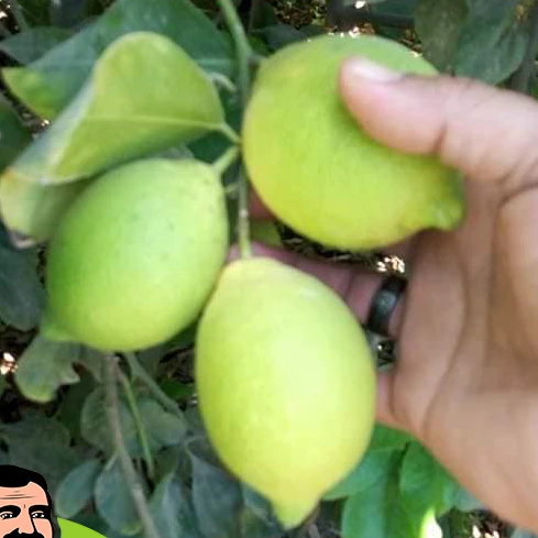 Свежий лимон высшего качества (специальная цена)