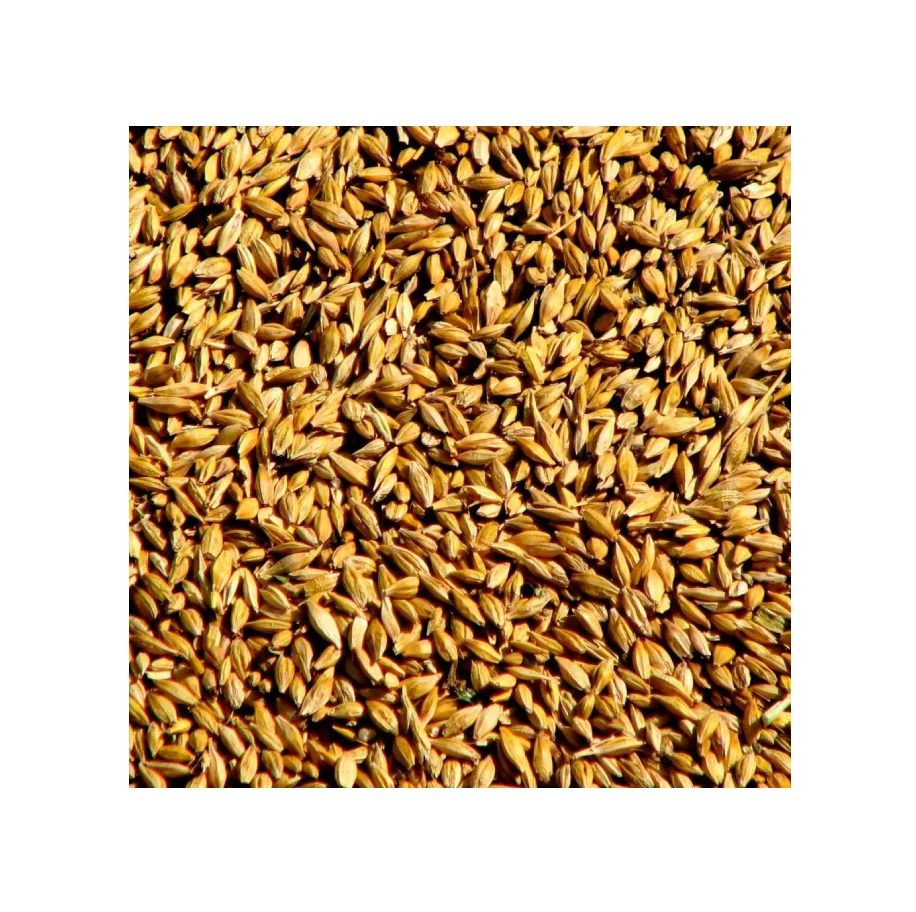 
Rye Grains for Sale In Large Quantity At Wholesale Best Prices 