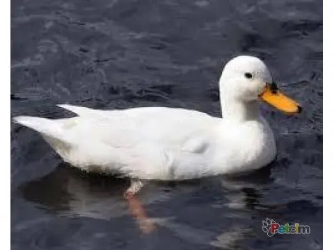 
Halal Frozen Whole Pekin Duck from TURKEY 