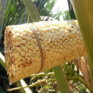 
Organic Coconut Sugar Syrup 