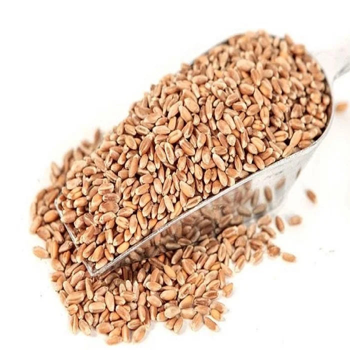 
Top Quality WHEAT GRAINS /Durum Wheat in Bulk supply 