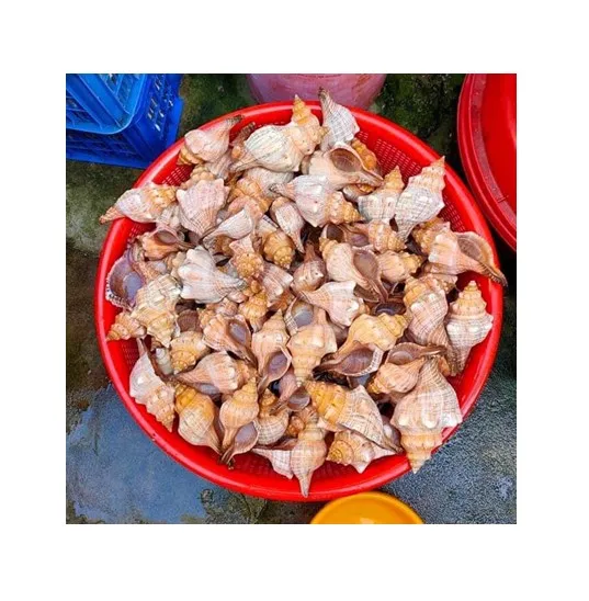 Речная ракушка Mussel Half Shell-яркий цвет натуральных ракушек по хорошей цене