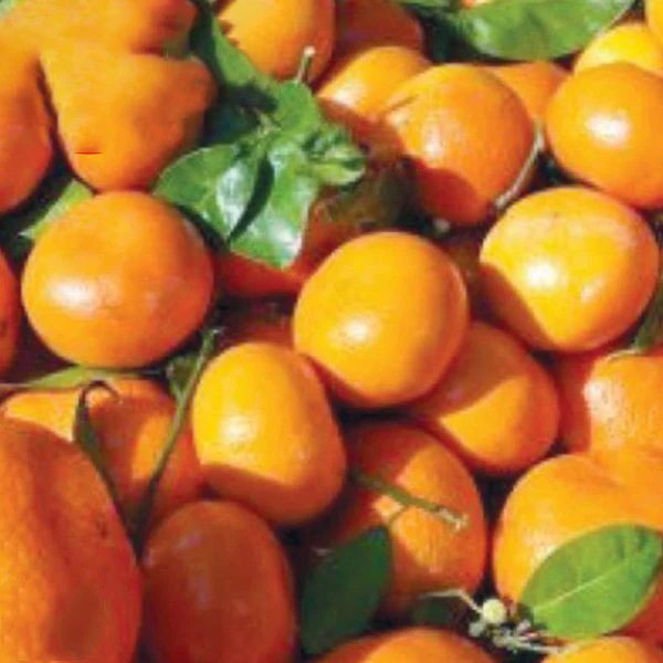 Fresh Valencia orange  from Pakistan