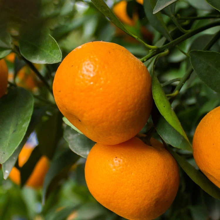 Hot Sale Fresh Sweet High Quality Mandarin Orange Kinnow form Sargodha Pakistan