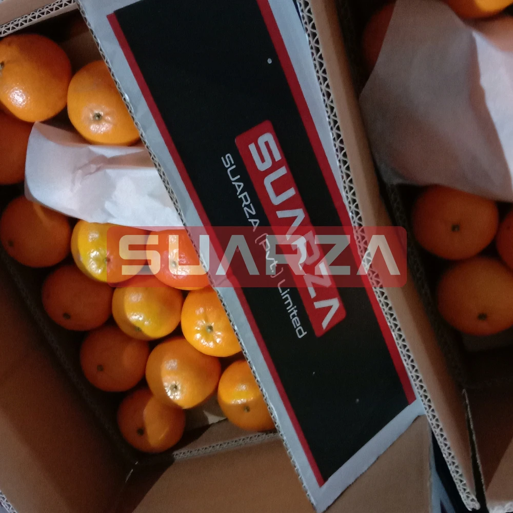 Pakistani Fresh Orange direct supplier from Pakistan
