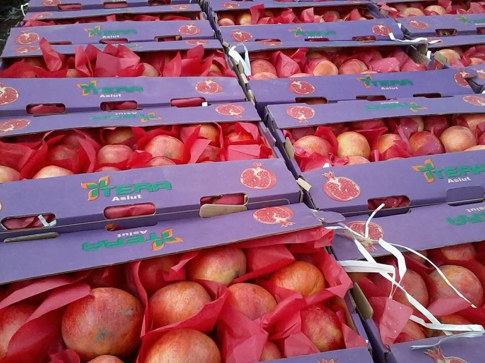 Exclusive POMEGRANATE at a low price available for export