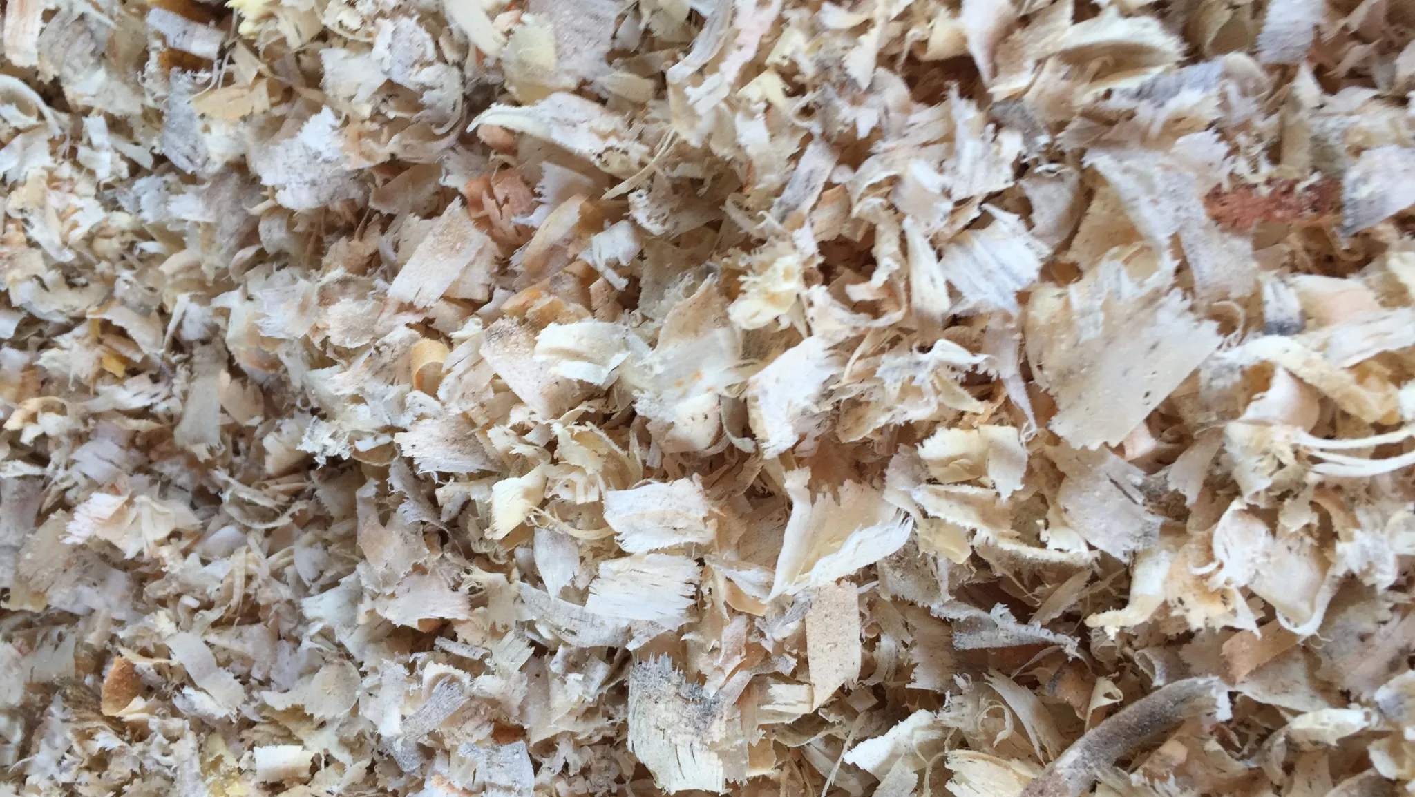 PINE WOOD SHAVINGS FOR POULTRY AND PET FARM - GOOD STANDARD WHATSAPP: +84 911406611