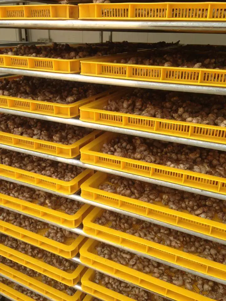 Black ginger Kaempferia Parviflora for Medicine Usage from Vietnam