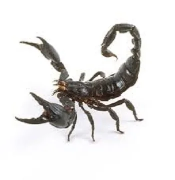 Яд скорпиона для продажи, змеиный яд из Таиланда