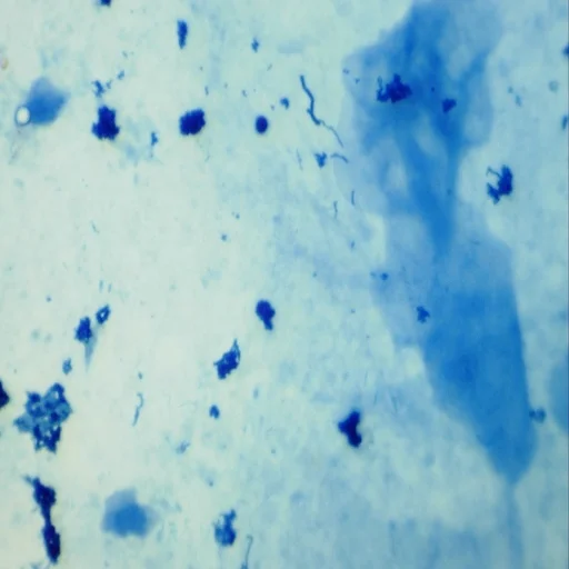 Микроскопы для микробиологии