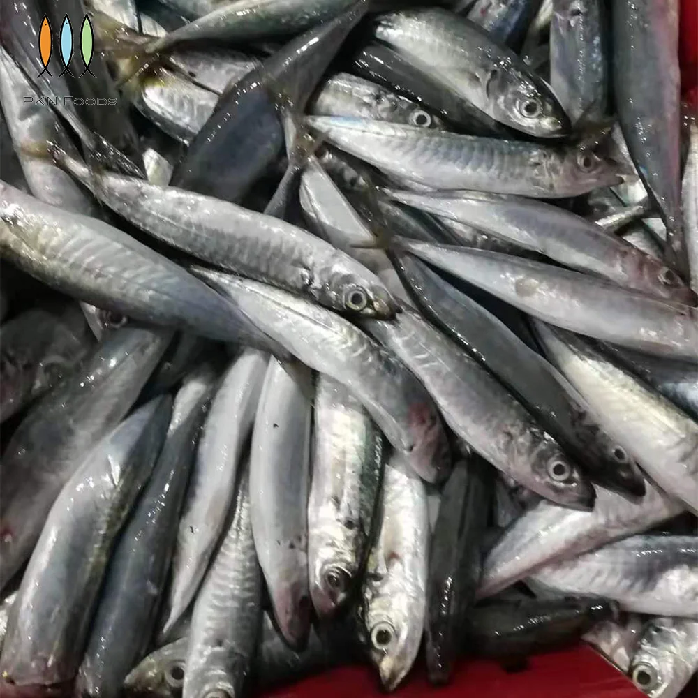 Nature Fresh Seafood Purse Seiner Whole Body Frozen IQF BLOCK Seasonal Decapterus Macrosoma Layang Scad