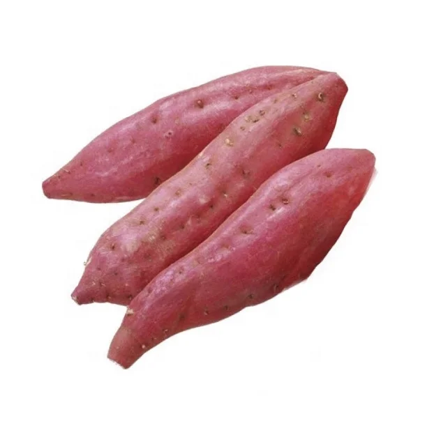 OEM vegetables and fruits Sweet Potato High quality