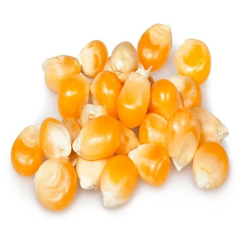 
yellow corn for animal feed 