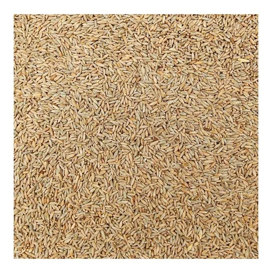 
Rye Grains Available at Cheapest Price In Huge Stock 