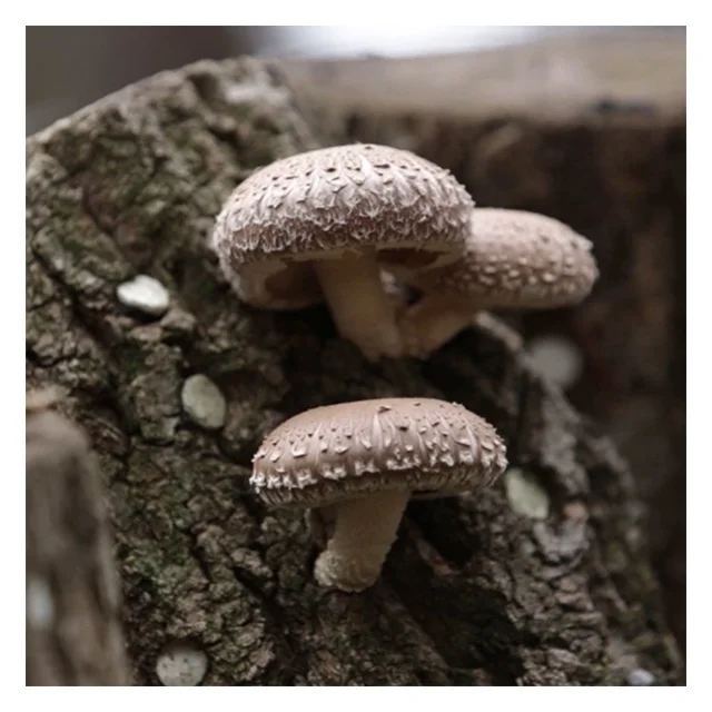 
High quality Organic Harvest 3-4cm Diameter Black Flower Shiitake Dongko from South Korea at reasonable price 