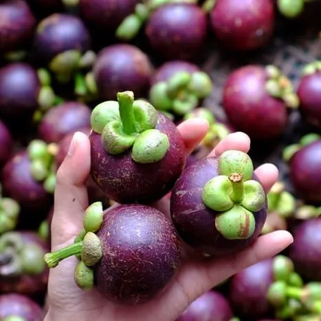 
Fresh Fruit New Cultivation Organic / Mangosteen Fruit Premium Flavor (Julia +84 984 650 841) 