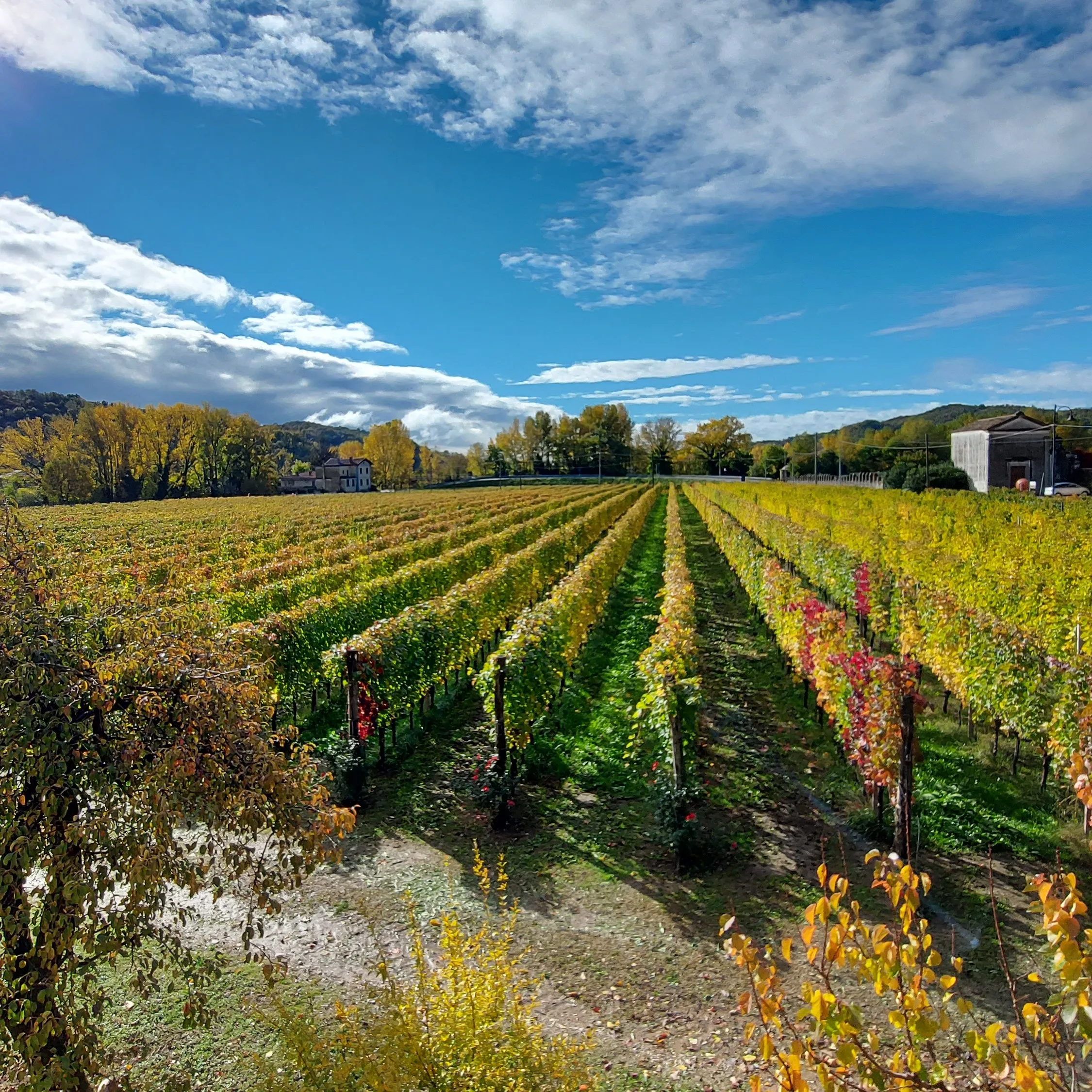 Premium quality REFOSCO DAL PEDUNCOLO ROSSO Igt 75cl Vigna Petrussa Italian Red Wine for restaurant wine bar private client