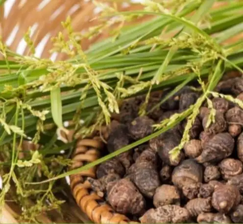 Nagarmotha essential oil in bulk Nagarmotha Cyperus rotundus cyprotene flavonoids Nagarmotha Cypriol Oil Perfumery oil Nagarmoth