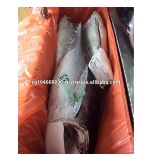 Fresh Frozen Chilled Organic Low Sodium Yellowfin Tuna Weight 60lbs Above HGT Seafood Traders Box Packaging Fish