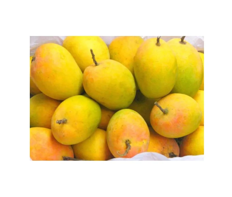 
Fresh Alphonso Mangoes 