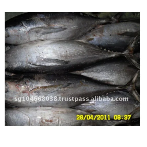 YELLOWFIN TUNA WHOLE ROUND (SEAFROZEN)