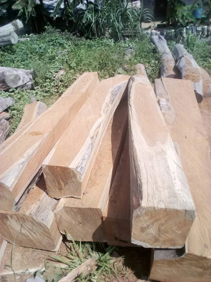 100%  High Quality  all types of timber wood, logs such as Padouk , Azobe , Tali,Pachyloba, Mahogany ,Sapelli,