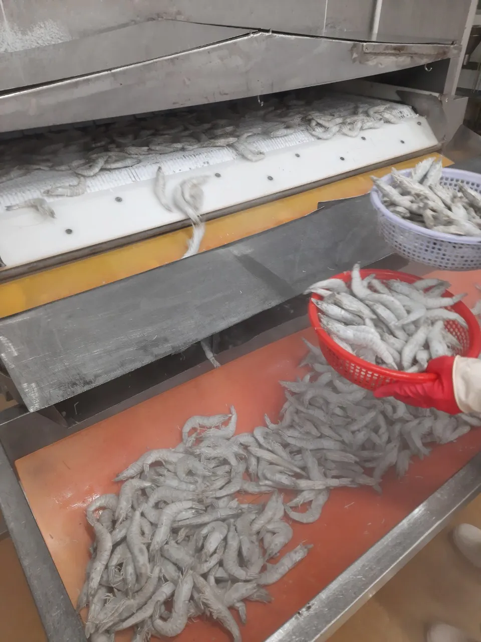 White leg shrimp PD deveined with good price